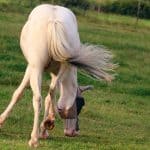 Horse with Wrinkled Swishing Tail