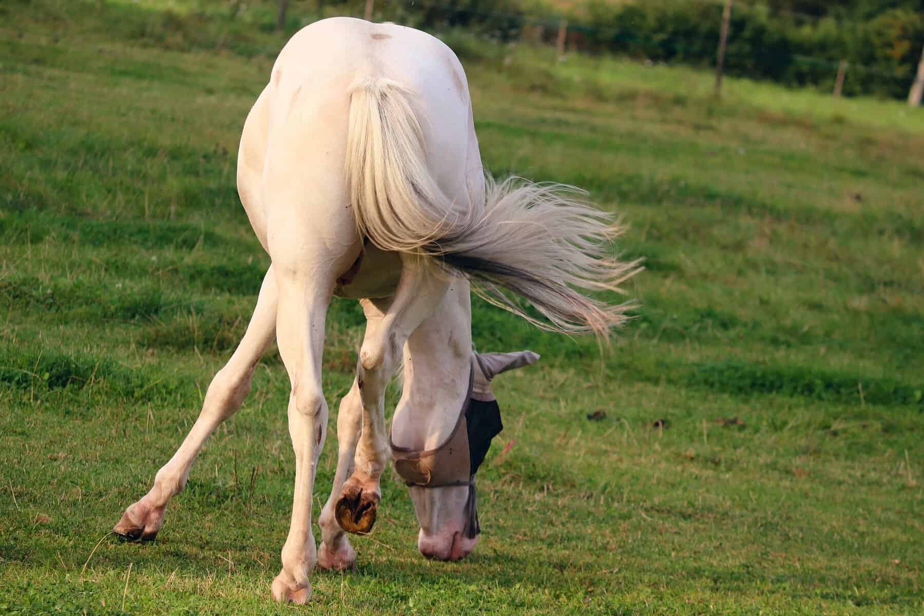 Horse with Wrinkled Swishing Tail
