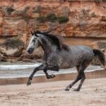 How Fast can a Horse Run