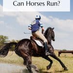 How fast can Horses Run pin