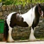 Clononeen Farm Gypsy Horses