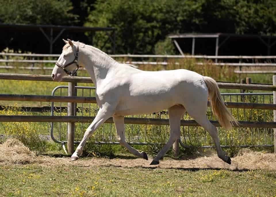 Cremello Horse appearance