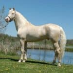 Cremello Horse color
