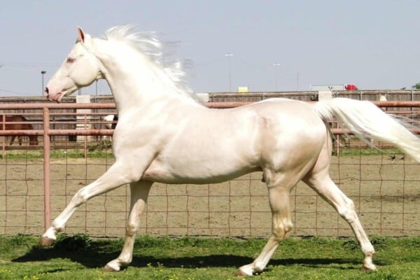 Cremello Horses – Everything You Need to Know