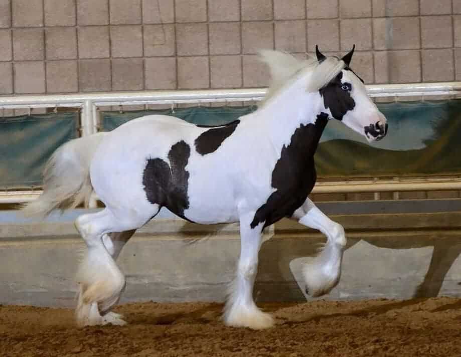 Should You Get a Gypsy Vanner Horse