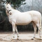 Snowy River Cremello Thoroughbred Stallion
