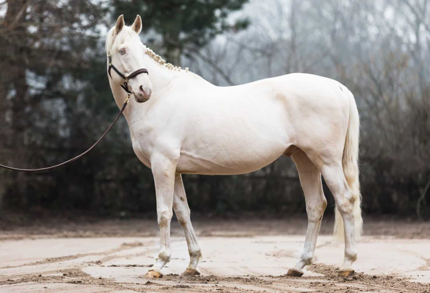 Snowy River Cremello Thoroughbred Stallion