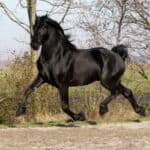 Warlander horse – Andalusian-Friesian Cross