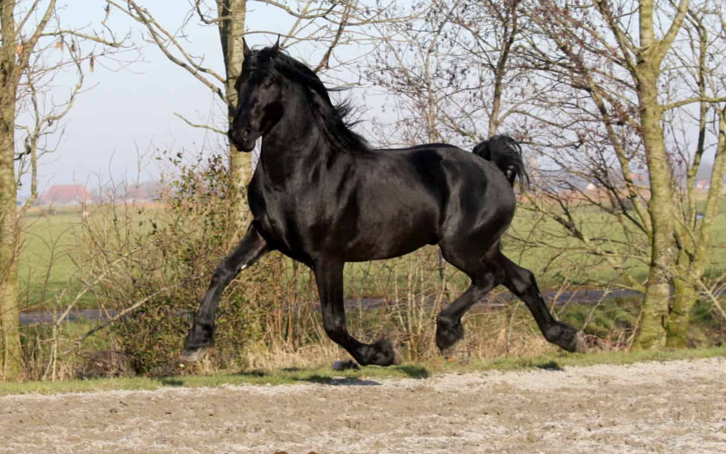 Warlander horse – Andalusian-Friesian Cross