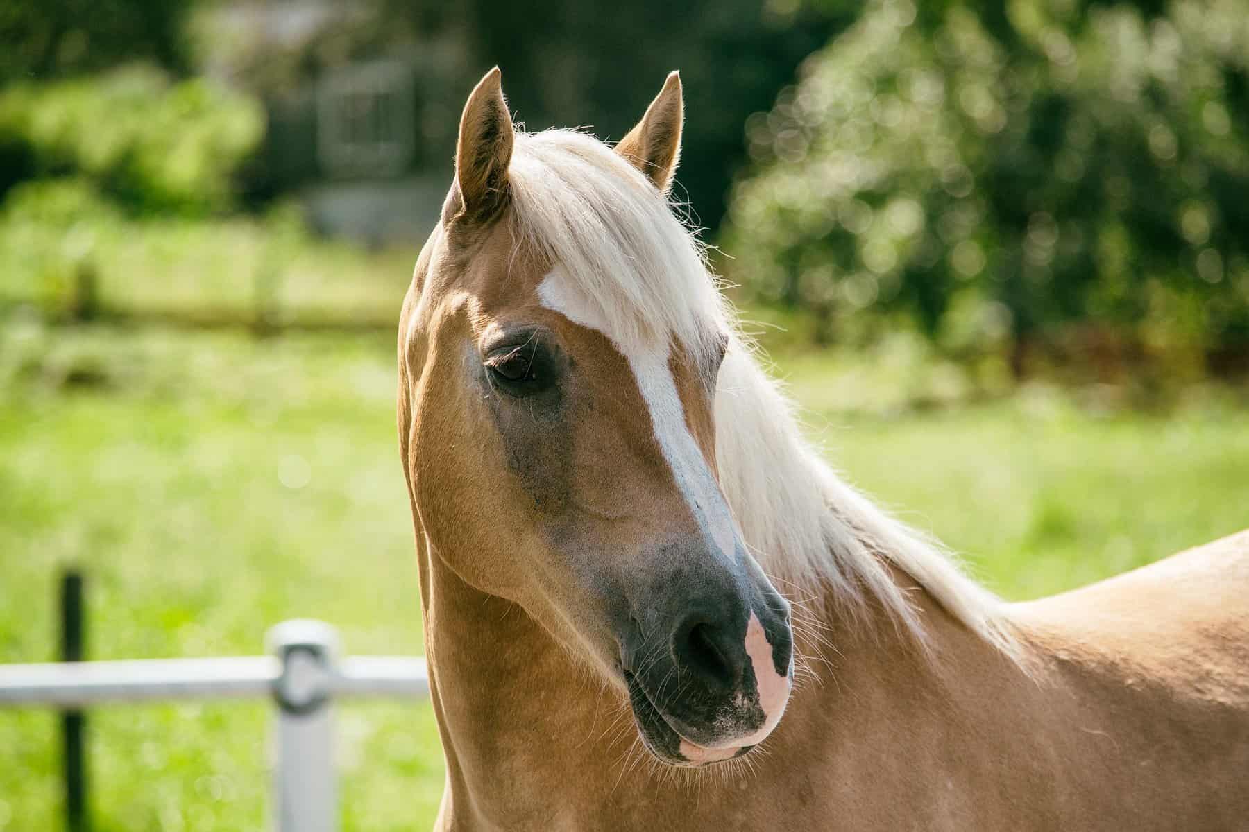Beautiful Haflinger Horse