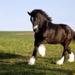 Black Horse Dream