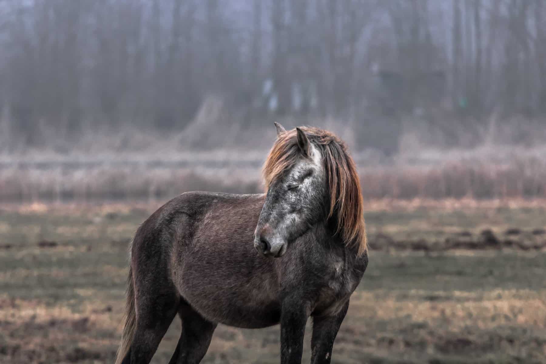 Dead or Dying Horse dream