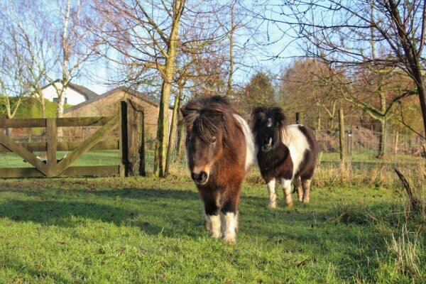 Difference Between a Pony and a Miniature Horse