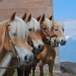 Hafling Horses in South Tyrol