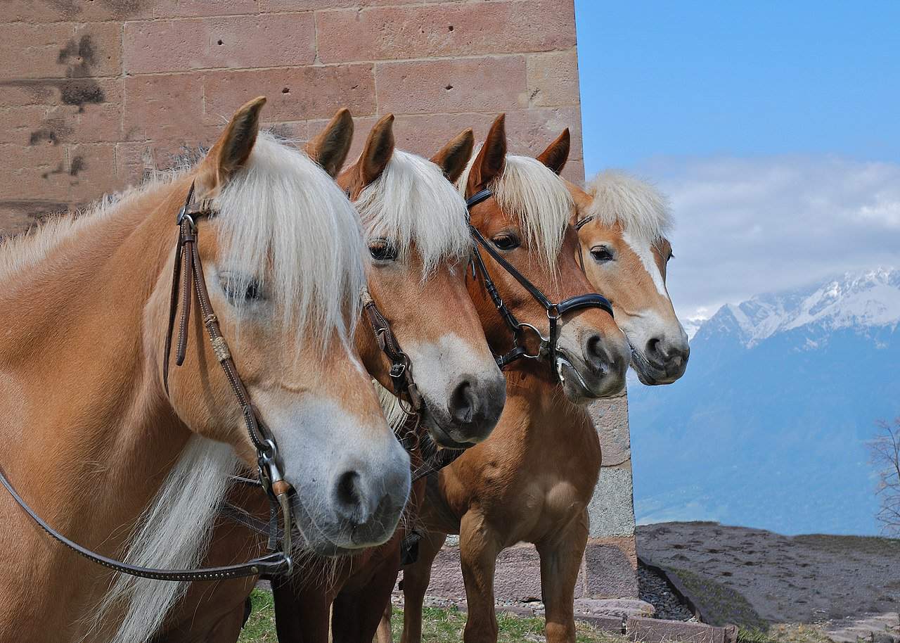 Hafling Horses in South Tyrol