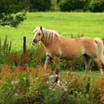 Haflinger Horse Characteristics