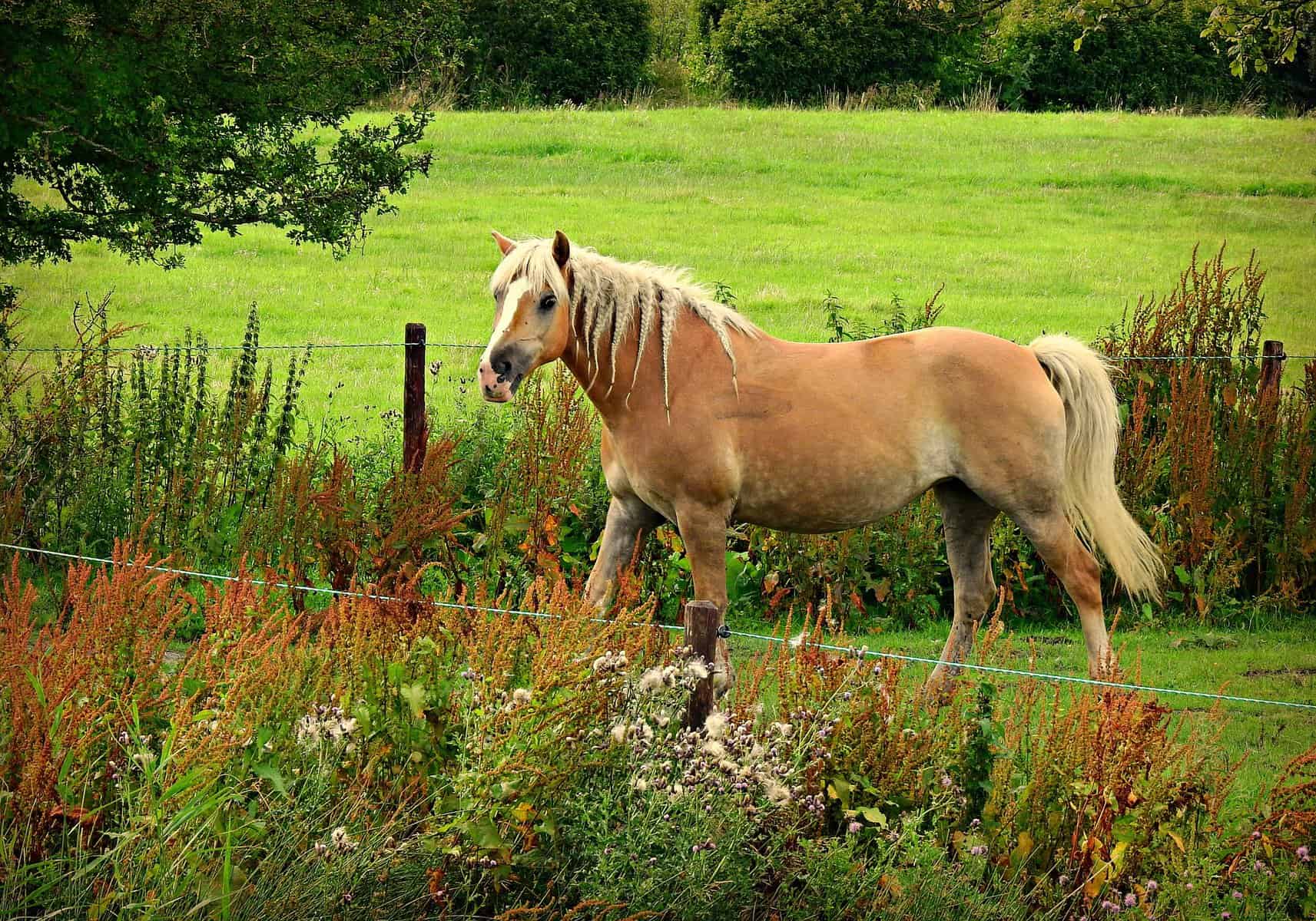 Haflinger Horse Characteristics
