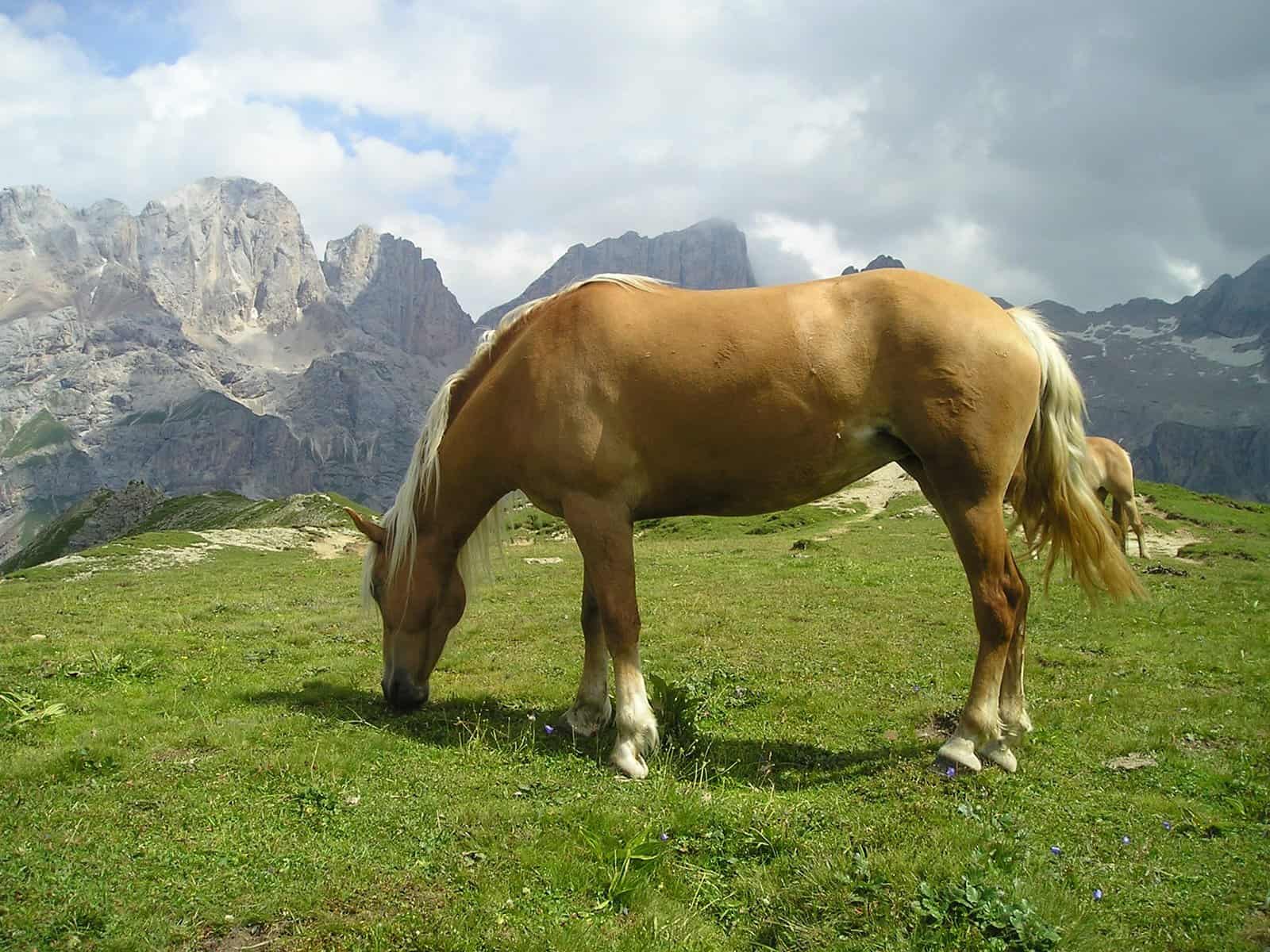 Haflinger Horse Uses