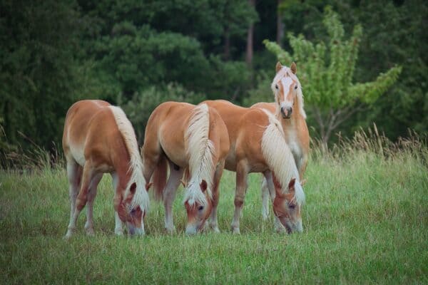 Haflinger Horses 101: Breed Profile, Facts and Care