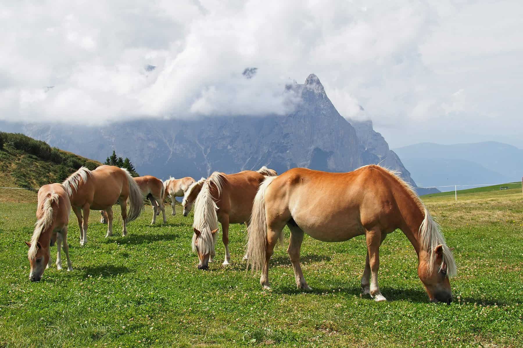 Haflinger horses in the mountains