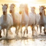Horse Dreams and Their Interpretations