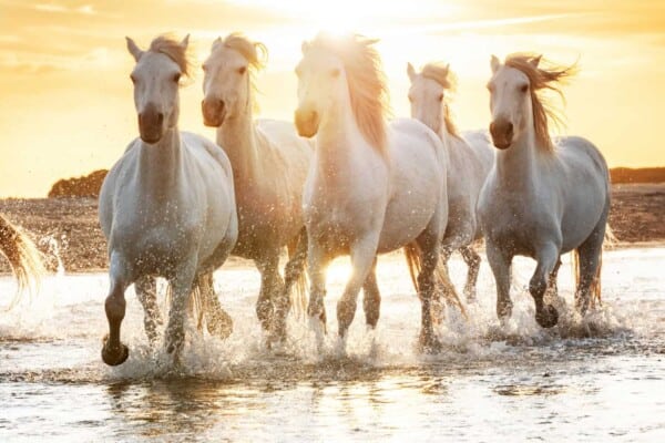 15 Horse Dreams and Their Interpretations