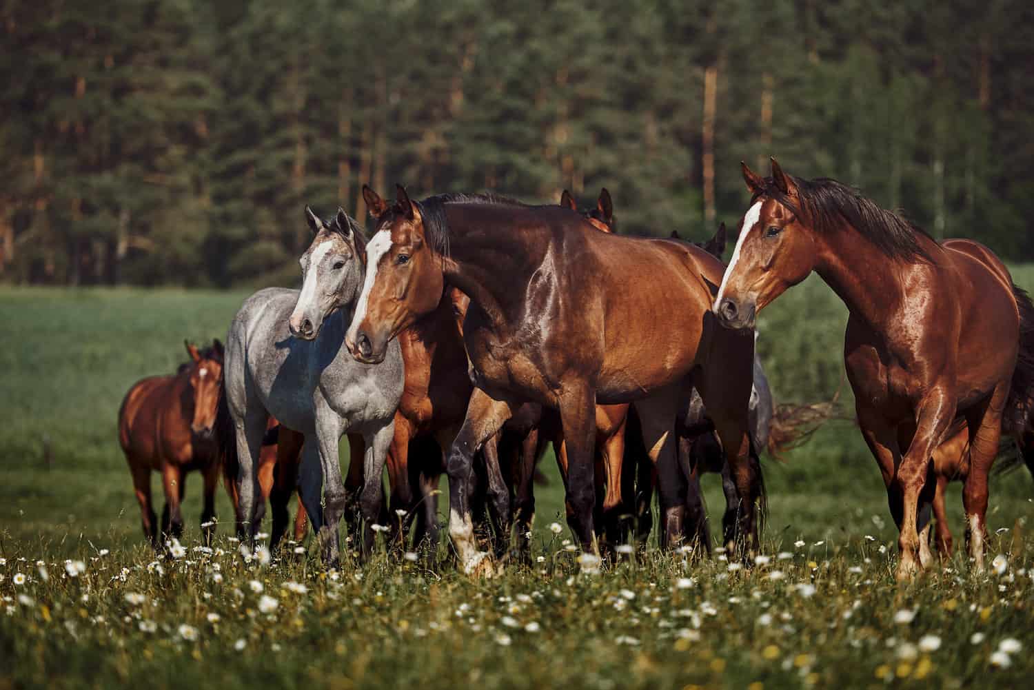 Horses as Symbols of Fun and Play