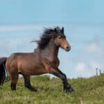 Horses as Symbols of Power, Strength and Health
