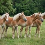 How Much Do Haflinger Horses Cost