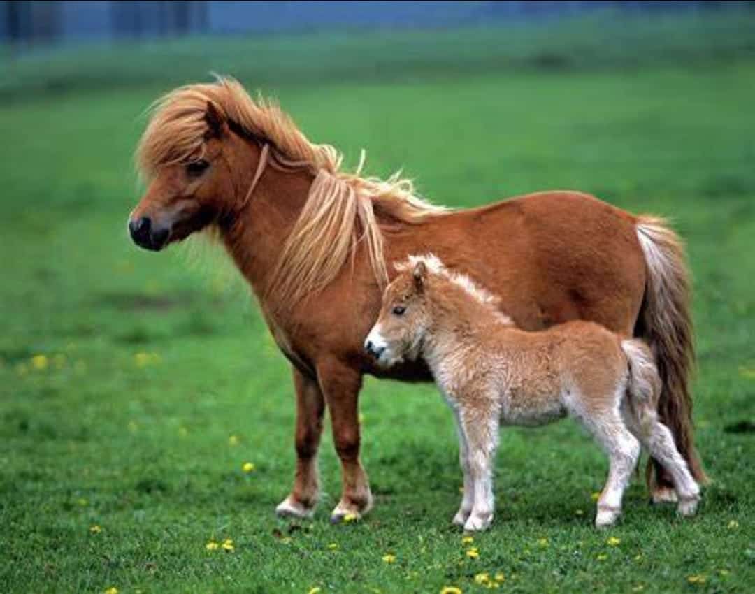 Miniature Horses Size
