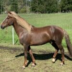 Paso Fino horse