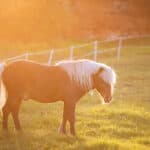 Pony and Miniature Horse Uses