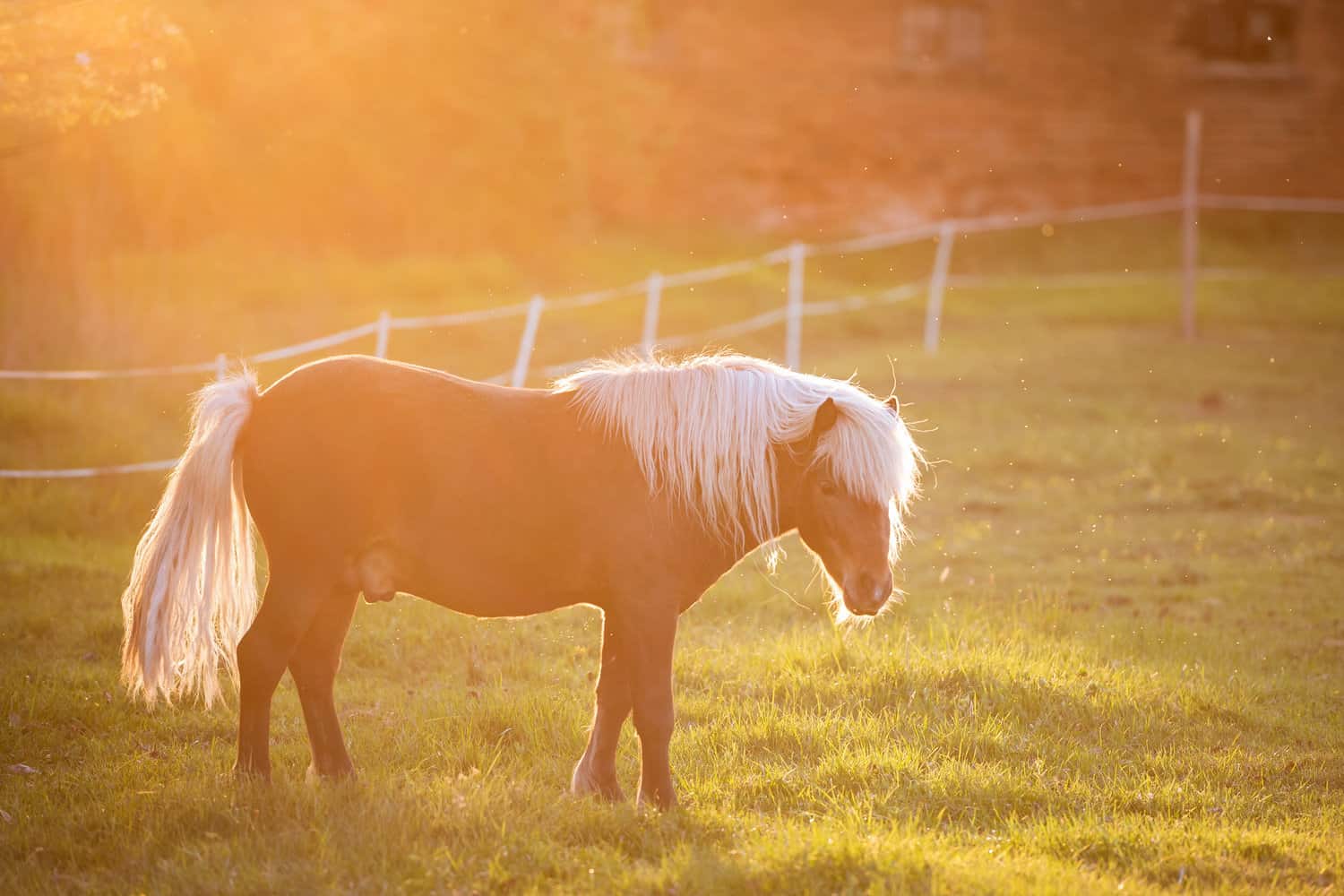 Pony and Miniature Horse Uses