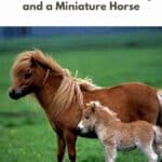 Pony vs Miniature Horse Pin