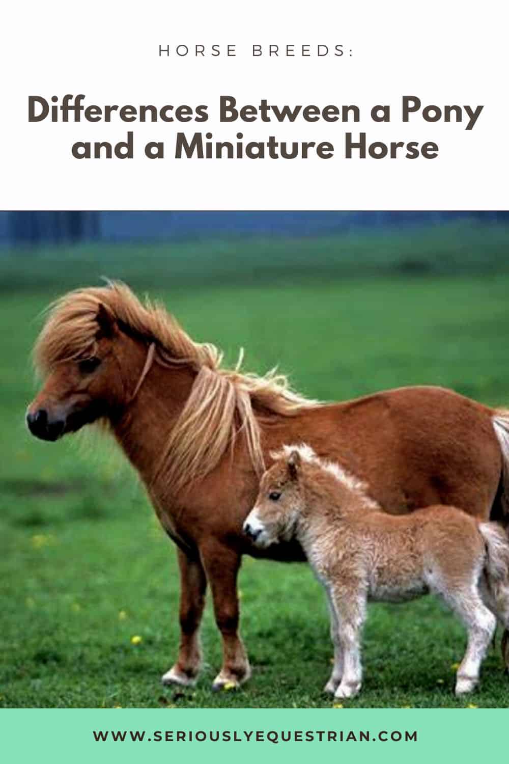 Pony vs Miniature Horse Pin