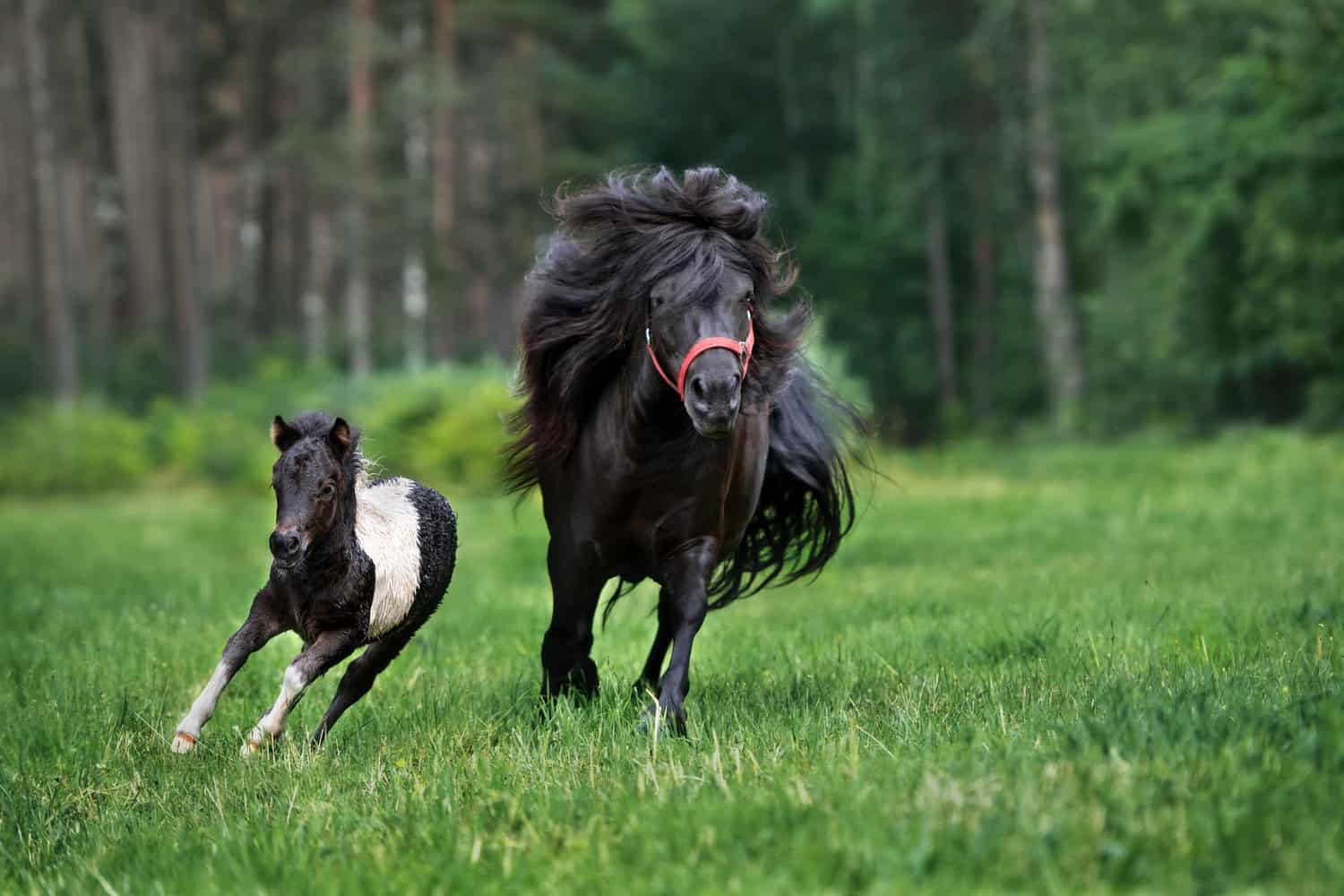 shetland pony with a foal
