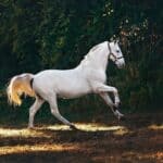 white horse dream
