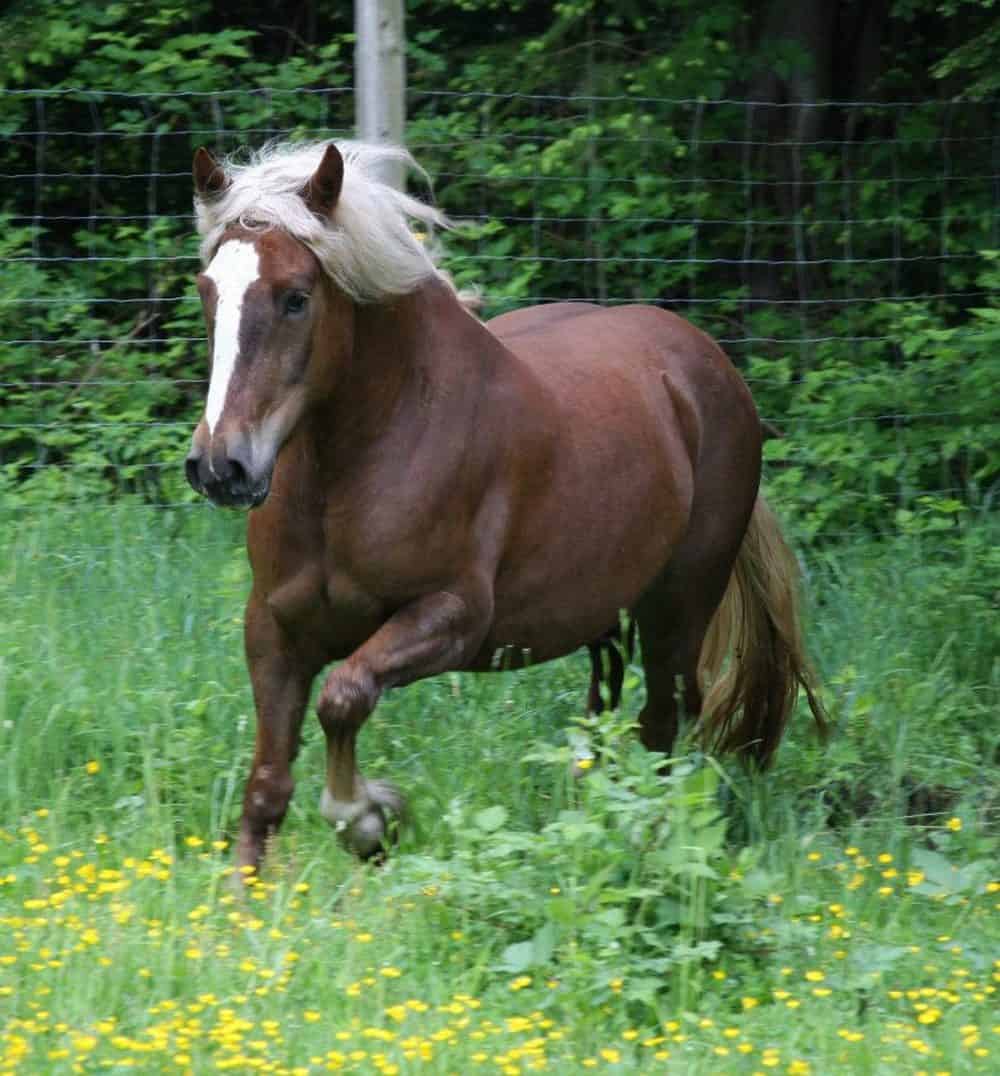 Black Forest Draft mare