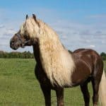 Black Forest Horse Breed