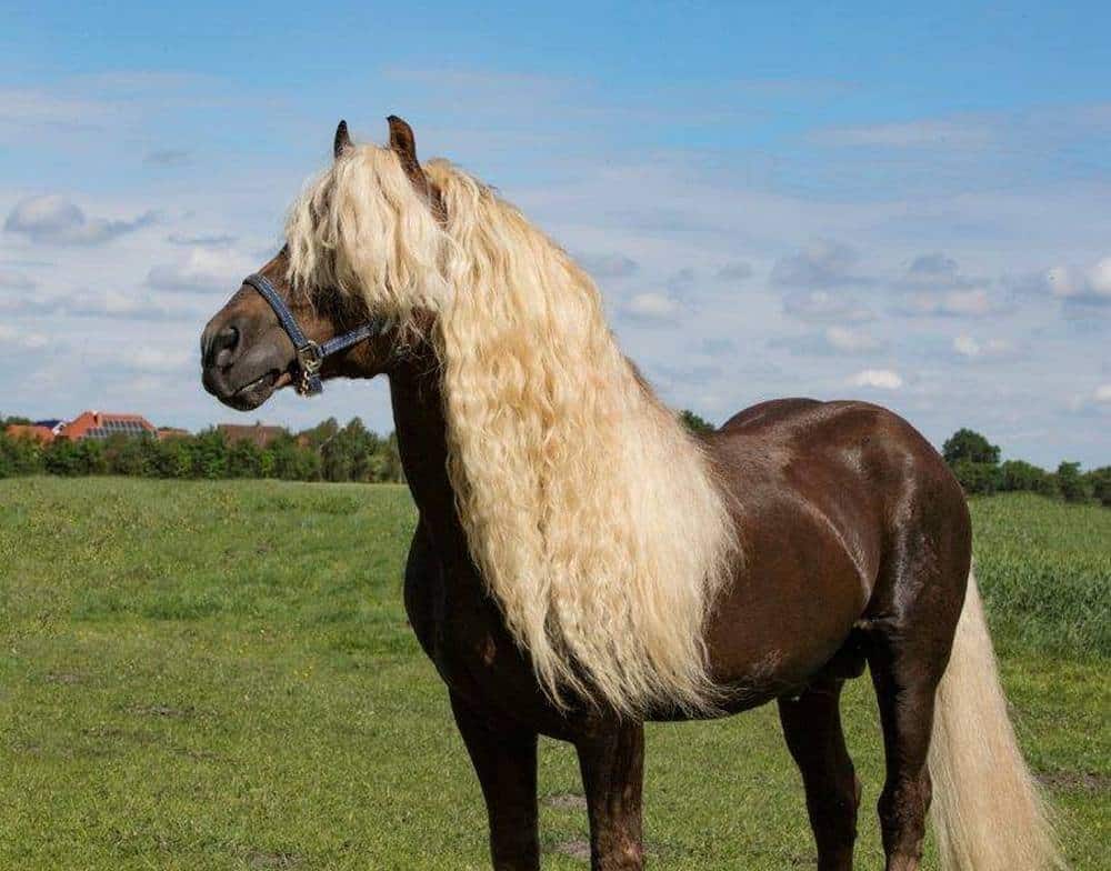 Black Forest Horse Breed