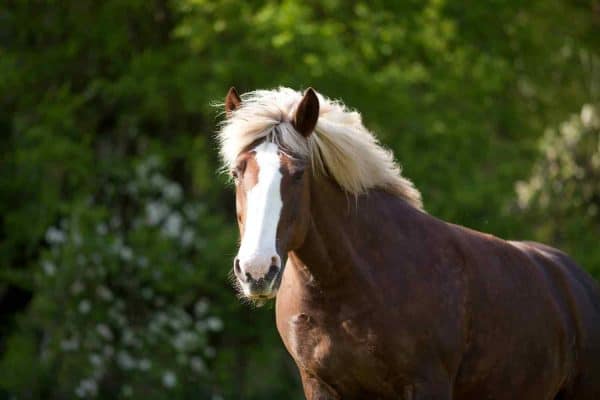 Black Forest Horses: Breed Profile, Photos and Care