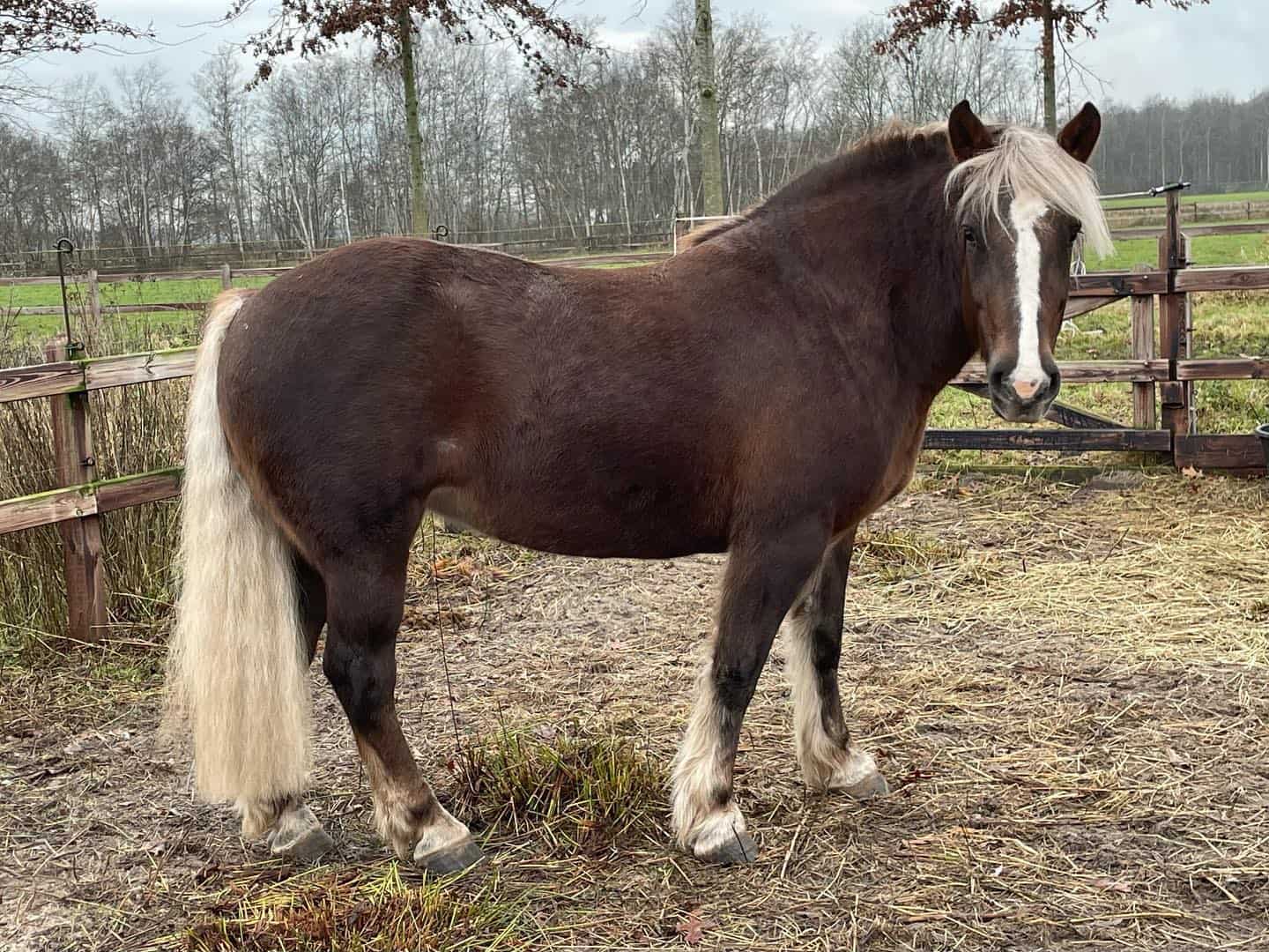 Black Forest Horses Drenthe