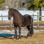 Black Forest Horses FAQs