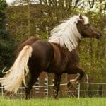 Black Forest Horses Origins