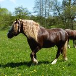 Black Forest Horses in Marbach