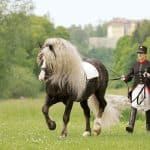 Famous Black Forest Horses