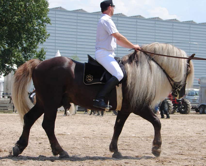 Riding a Black Forest Horse