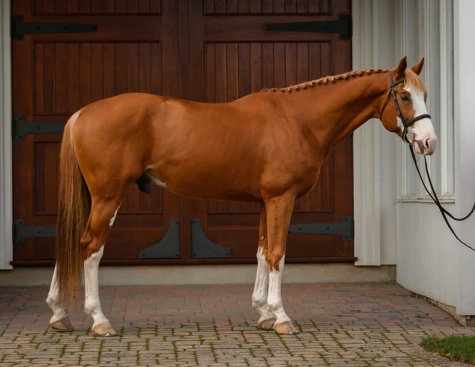Beau Balou Hanoverian stallion
