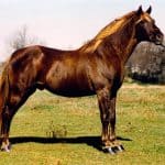 Famous Rocky Mountain Horses