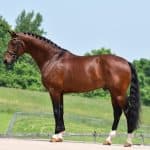 Frisantos – Hanoverian Stallion